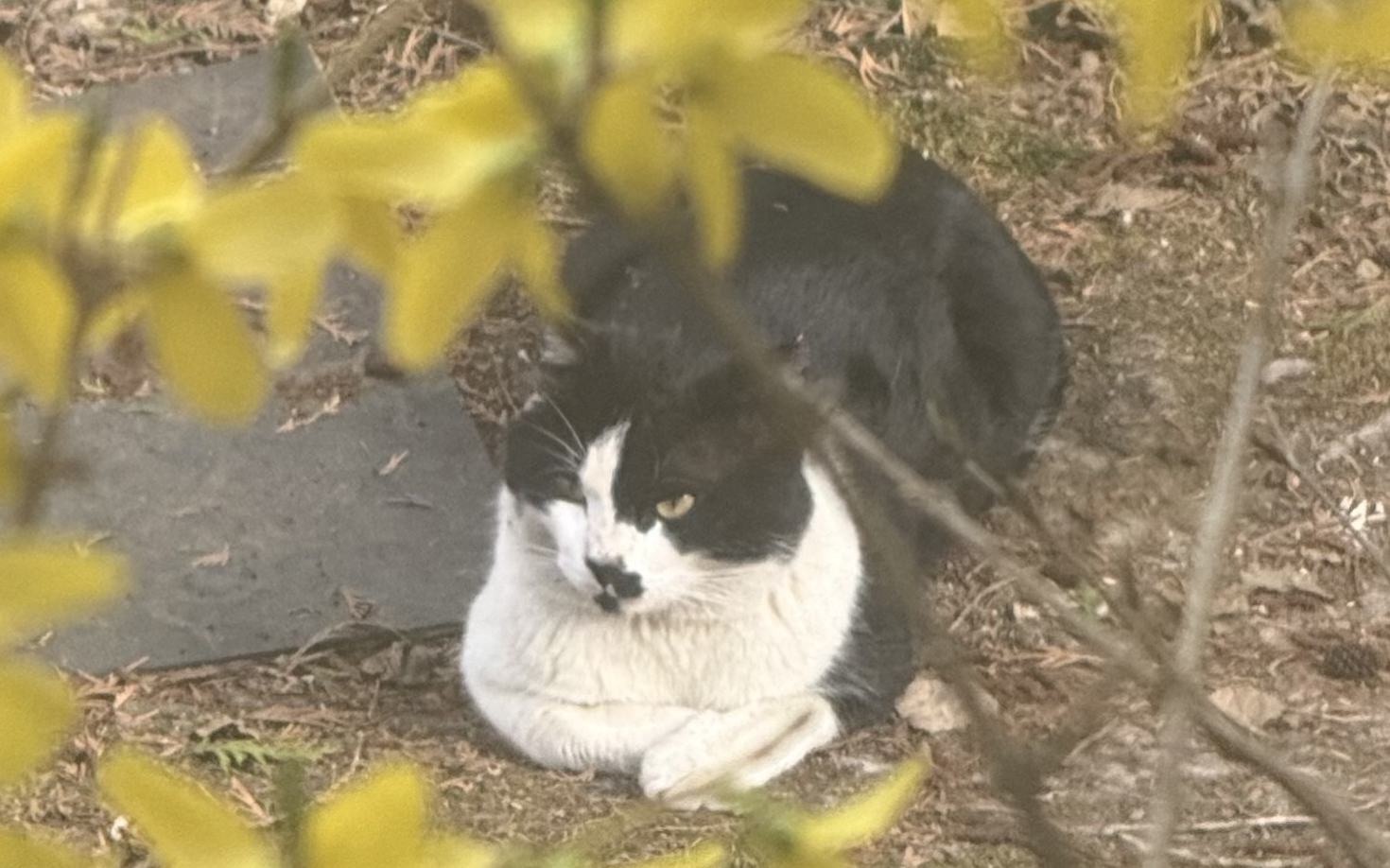 猫