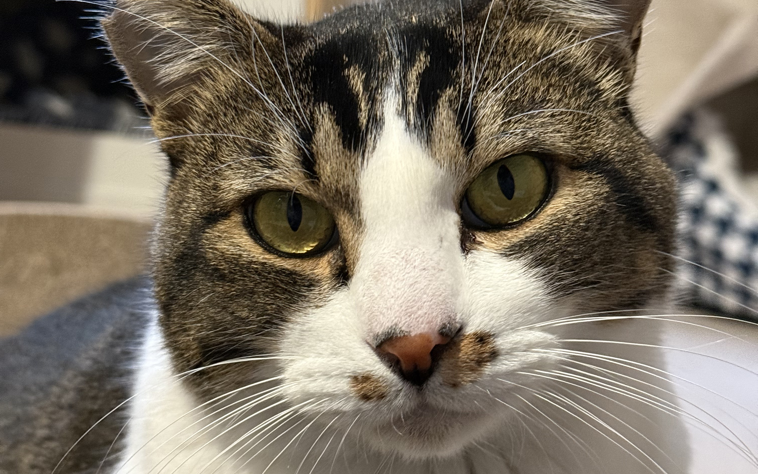 猫