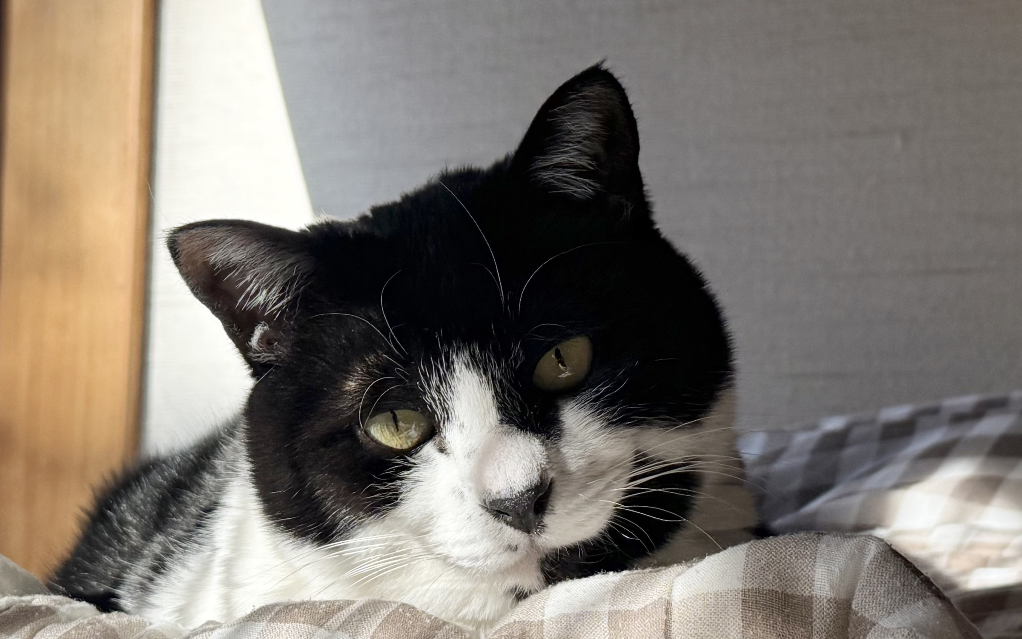 猫